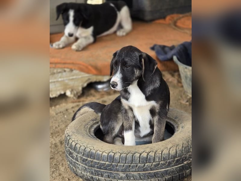 Wilma wünscht sich eine tolle Familie!