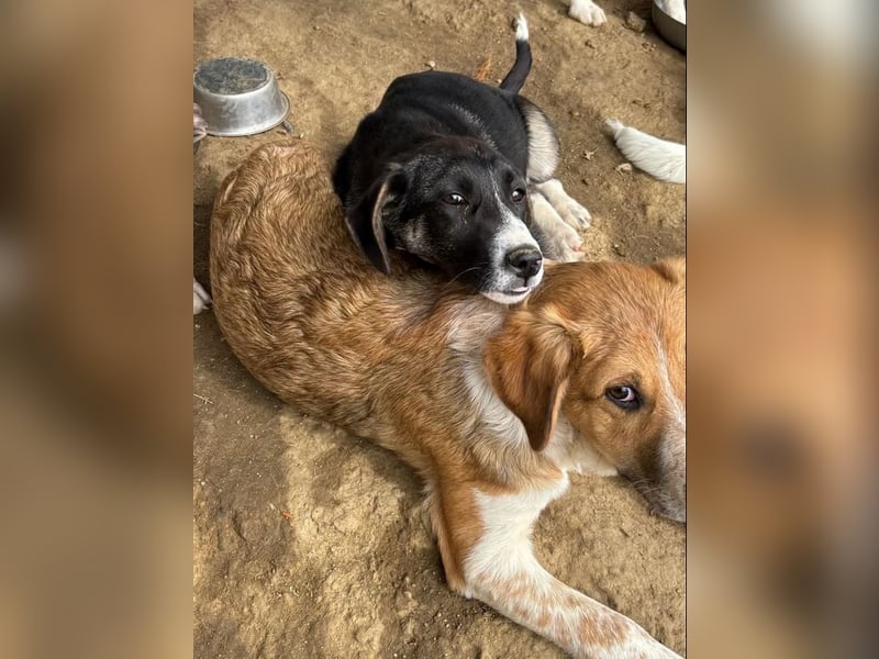 Wilma wünscht sich eine tolle Familie!