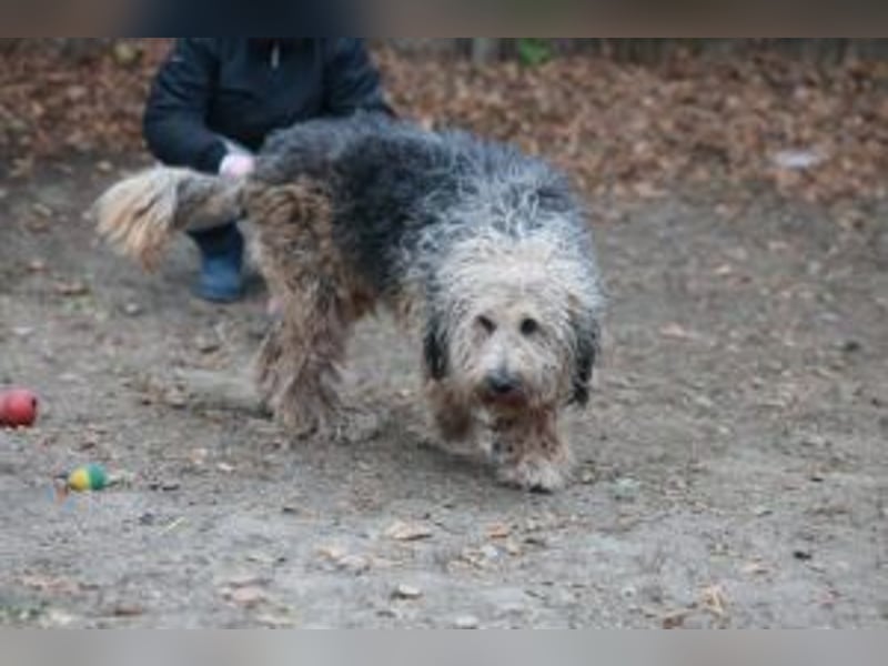 Update: Zita- hübsches Zottelmädchen