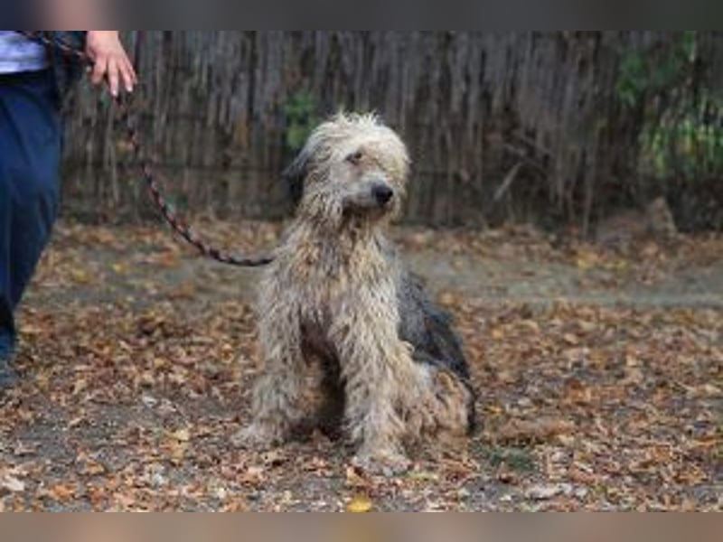 Update: Zita- hübsches Zottelmädchen