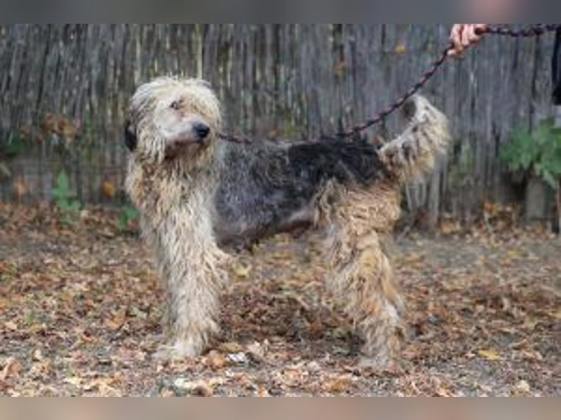 Update: Zita- hübsches Zottelmädchen