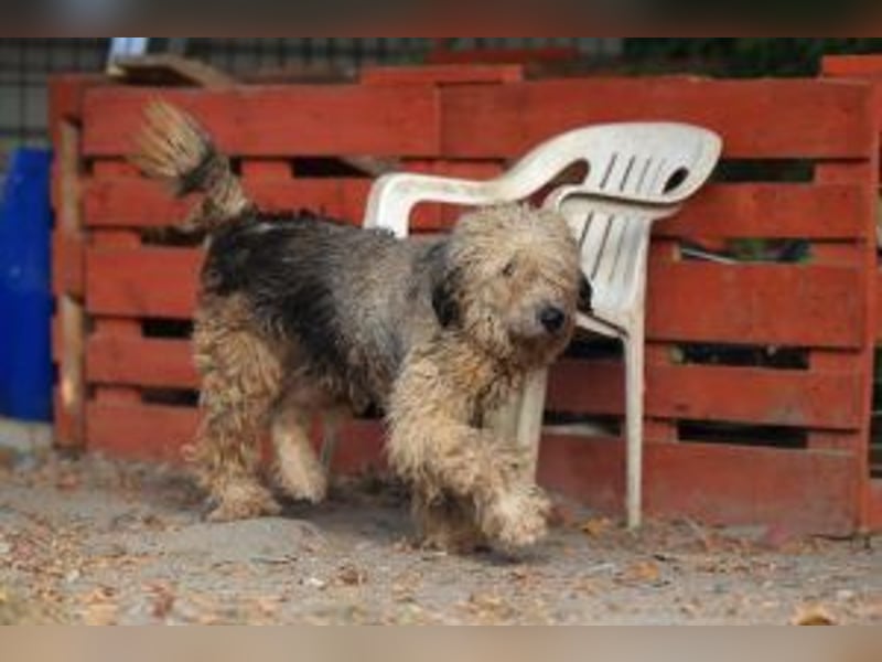 Update: Zita- hübsches Zottelmädchen