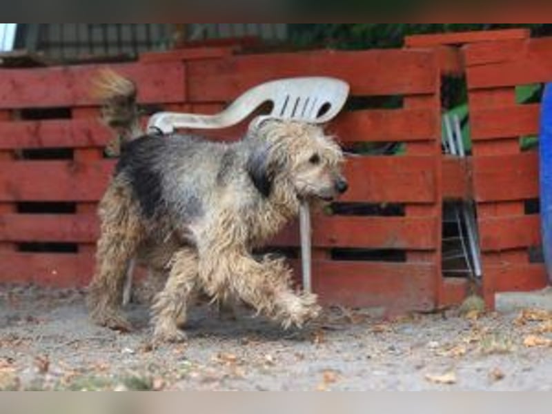 Update: Zita- hübsches Zottelmädchen