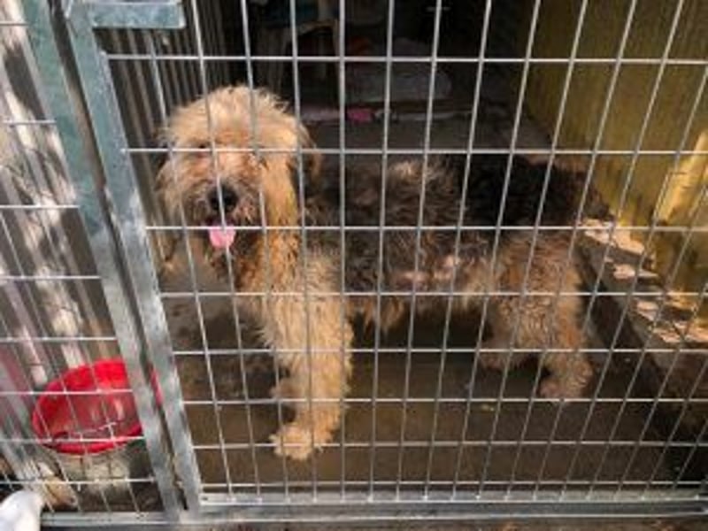 Update: Zita- hübsches Zottelmädchen