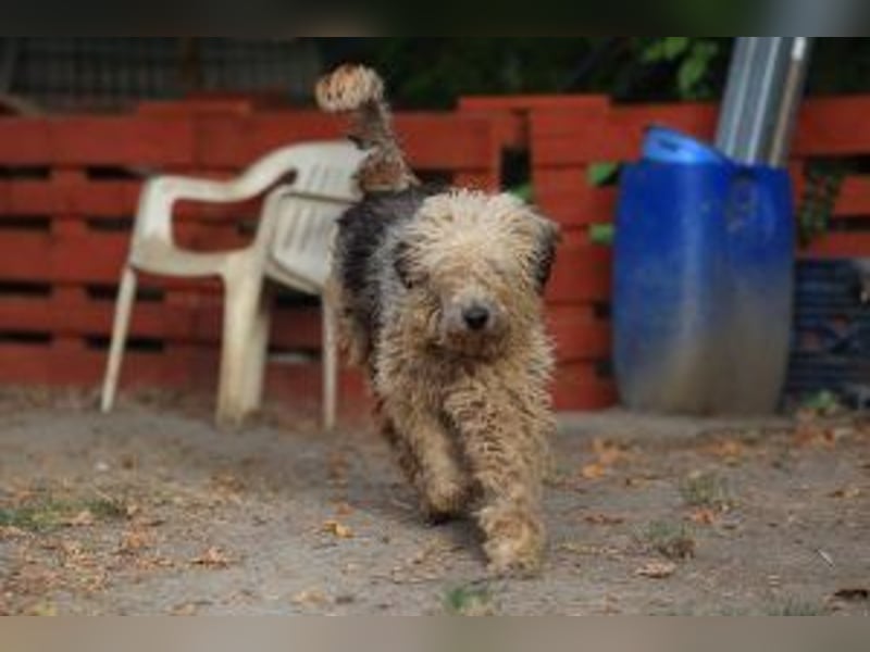 Update: Zita- hübsches Zottelmädchen