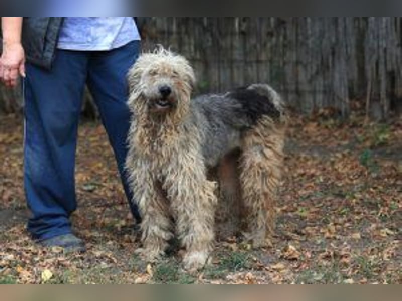 Update: Zita- hübsches Zottelmädchen