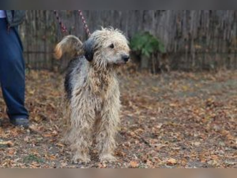 Update: Zita- hübsches Zottelmädchen