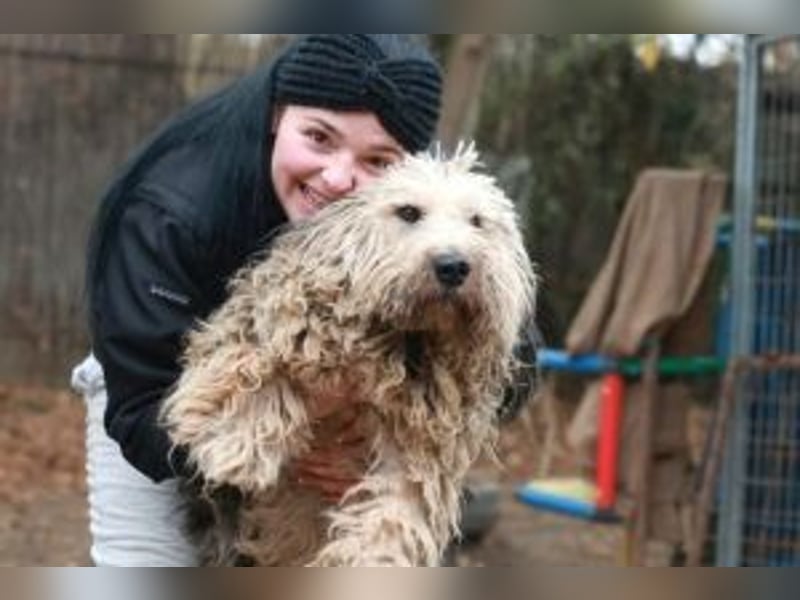 Update: Zita- hübsches Zottelmädchen
