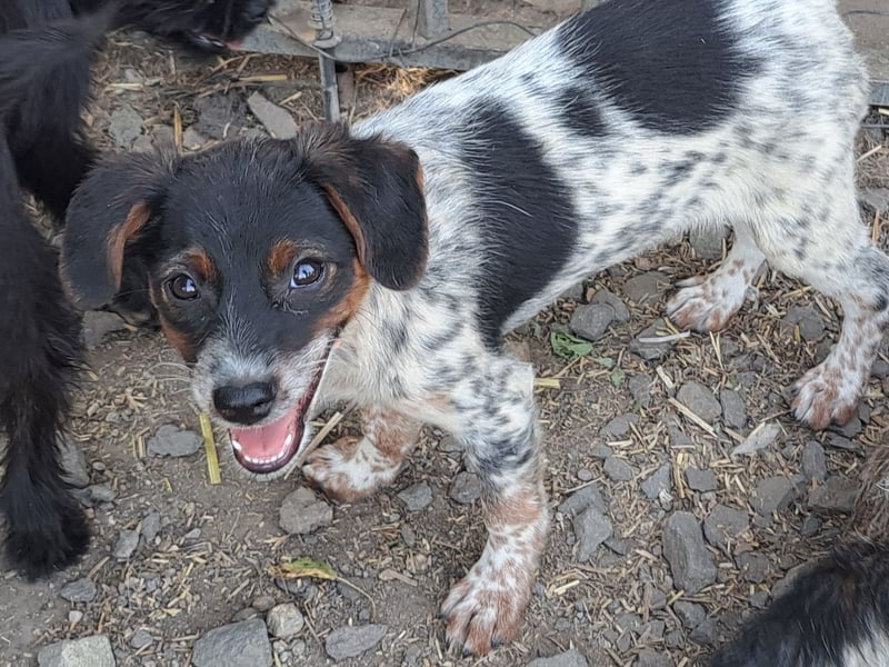 Süße Roxy ( * 03 / 2025 ) sucht ihre Menschen