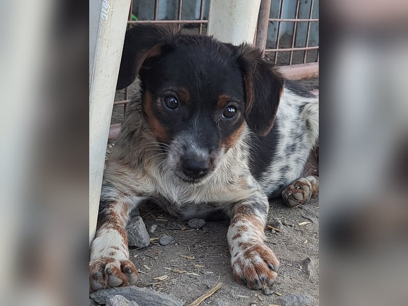 Süße Roxy ( * 03 / 2025 ) sucht ihre Menschen