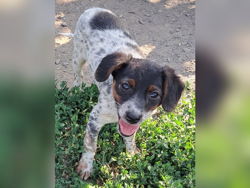 Süße Roxy ( * 03 / 2025 ) sucht ihre Menschen