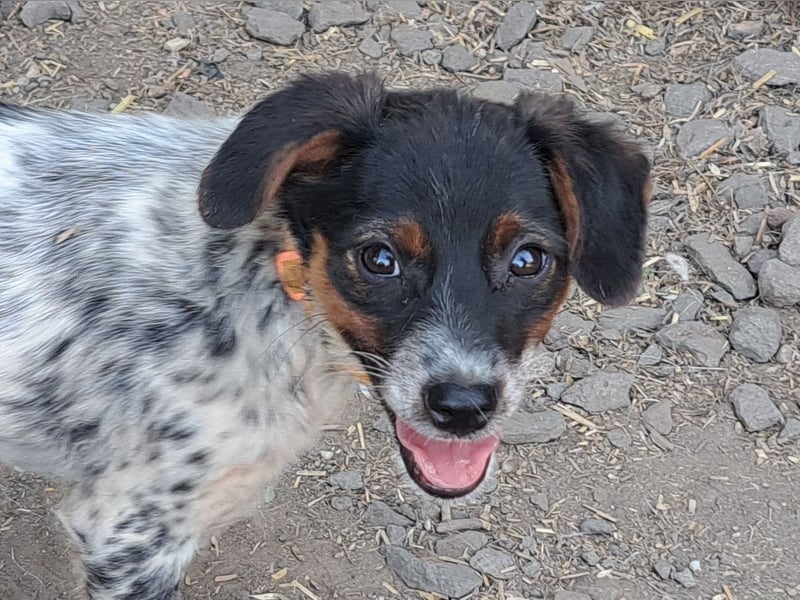 Süße Roxy ( * 03 / 2025 ) sucht ihre Menschen