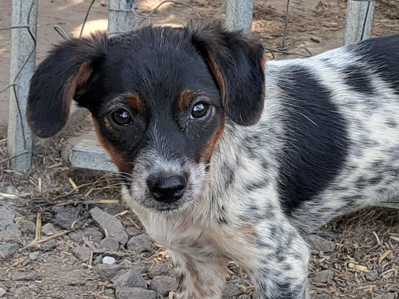 Süße Roxy ( * 03 / 2025 ) sucht ihre Menschen