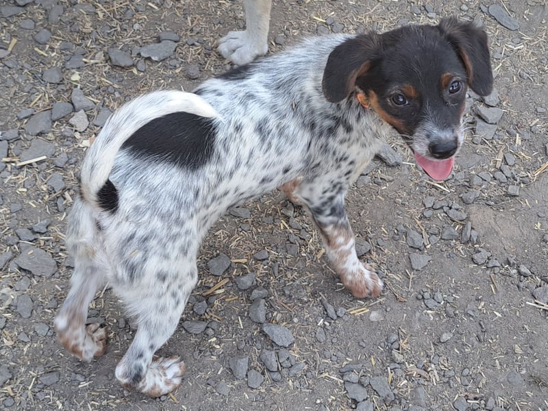 Süße Roxy ( * 03 / 2025 ) sucht ihre Menschen