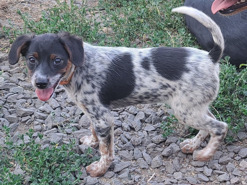 Süße Roxy ( * 03 / 2025 ) sucht ihre Menschen