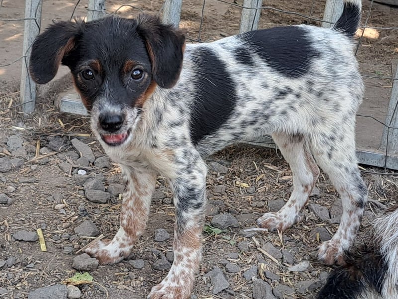 Süße Roxy ( * 03 / 2025 ) sucht ihre Menschen