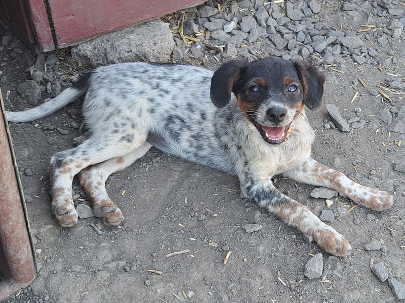 Süße Roxy ( * 03 / 2025 ) sucht ihre Menschen