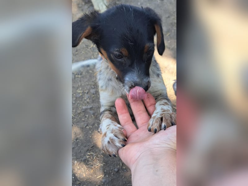 Süße Roxy ( * 03 / 2025 ) sucht ihre Menschen