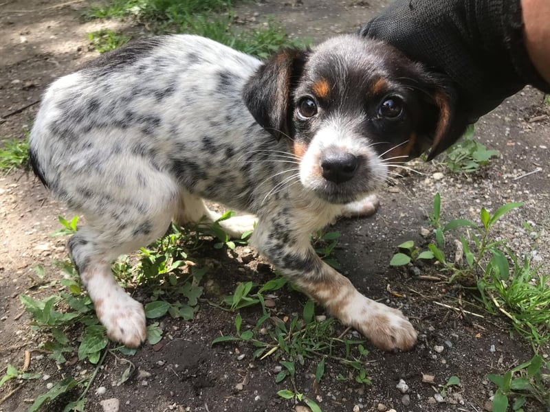 Süße Roxy ( * 03 / 2025 ) sucht ihre Menschen