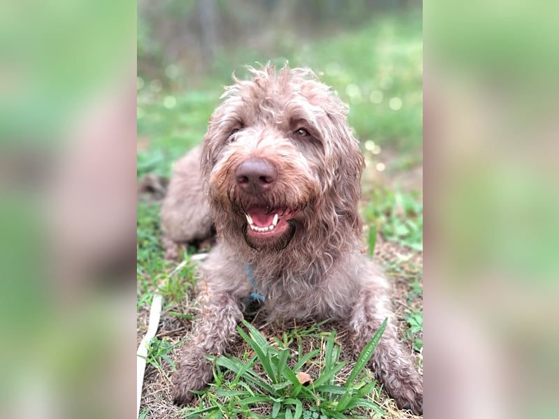 Nala - sucht ein für Immer Zuhause