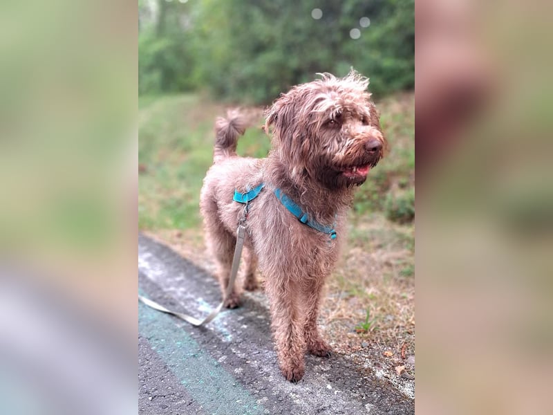 Nala - sucht ein für Immer Zuhause