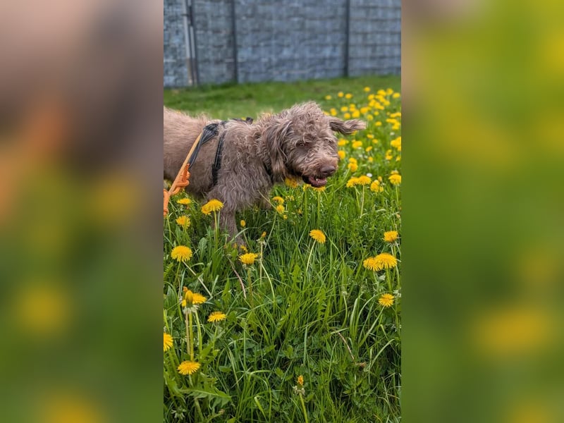 Nala - sucht ein für Immer Zuhause