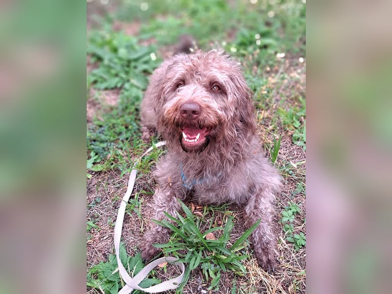 Nala - sucht ein für Immer Zuhause