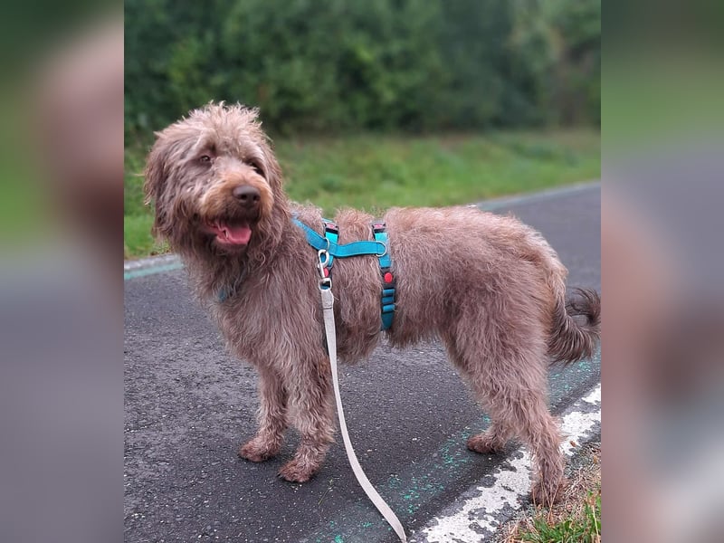 Nala - sucht ein für Immer Zuhause