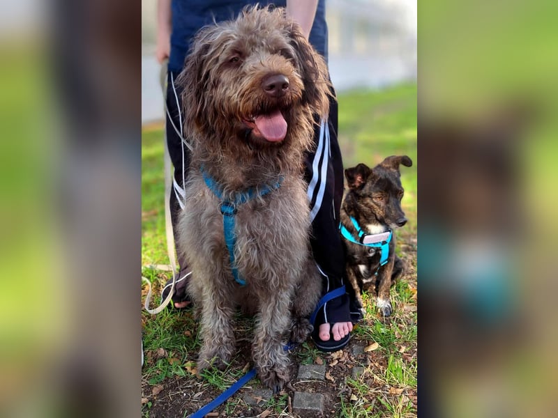 Nala - sucht ein für Immer Zuhause