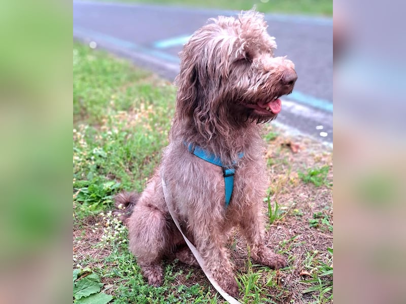 Nala - sucht ein für Immer Zuhause