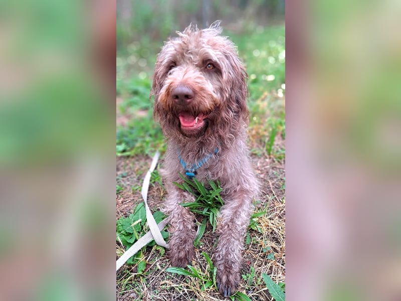 Nala - sucht ein für Immer Zuhause