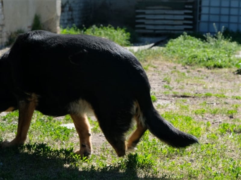 Niki