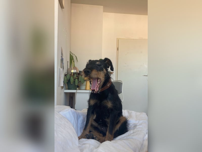 Dörti - Junghündin mit großem Herz sucht Zuhause