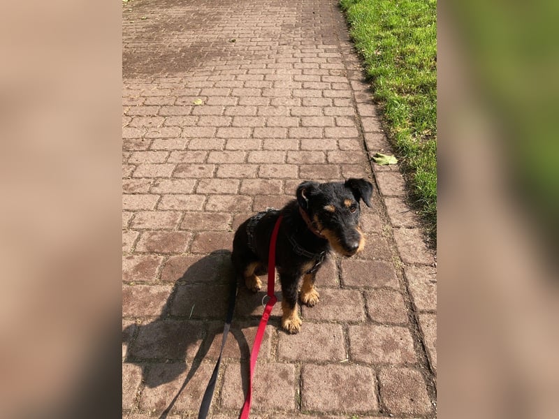 Dörti - Junghündin mit großem Herz sucht Zuhause