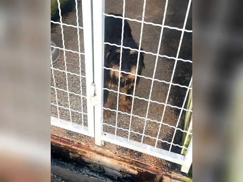 Dörti - Junghündin mit großem Herz sucht Zuhause