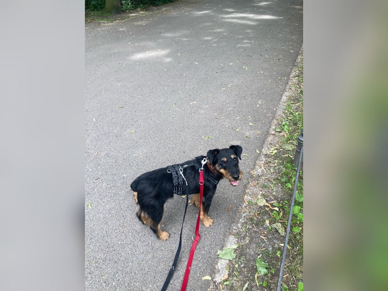 Dörti - Junghündin mit großem Herz sucht Zuhause