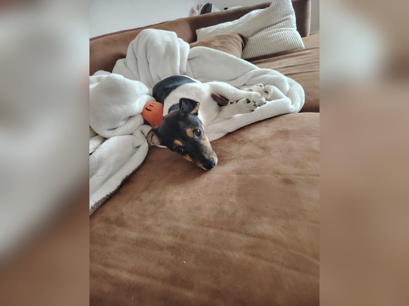 Jack Russell Terrier