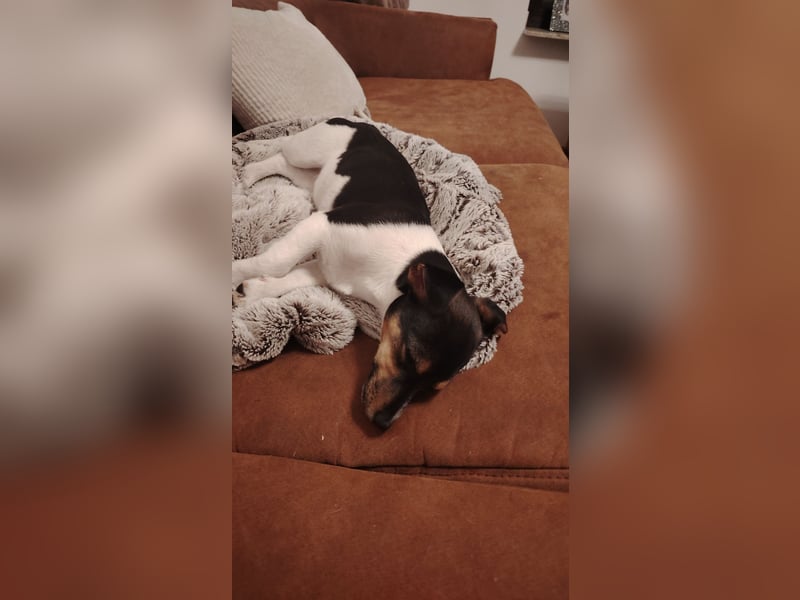 Jack Russell Terrier