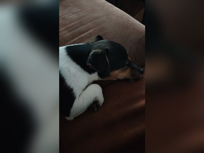 Jack Russell Terrier