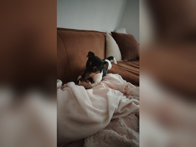 Jack Russell Terrier