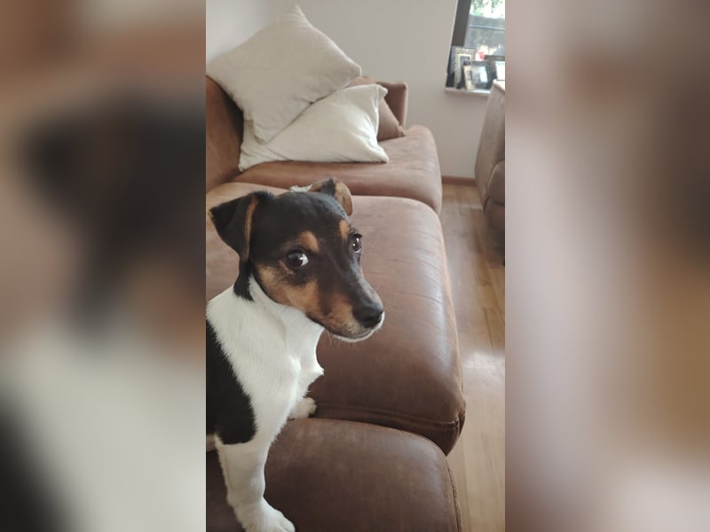 Jack Russell Terrier