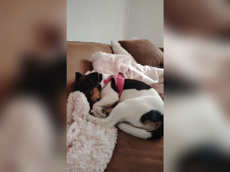 Jack Russell Terrier