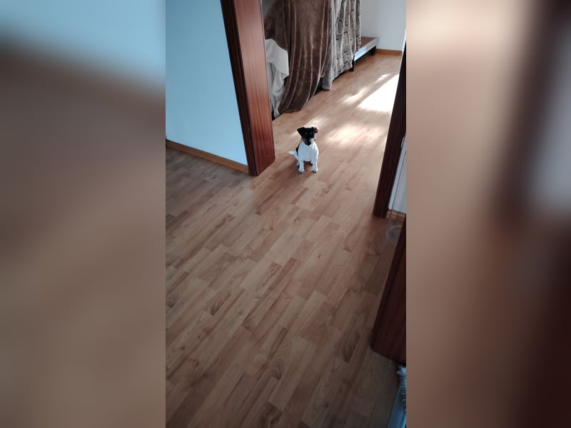 Jack Russell Terrier
