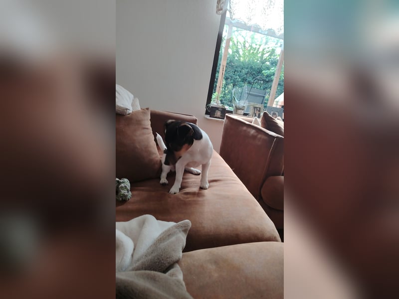 Jack Russell Terrier