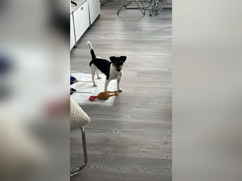 Jack Russell Terrier