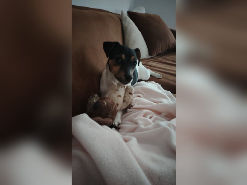 Jack Russell Terrier