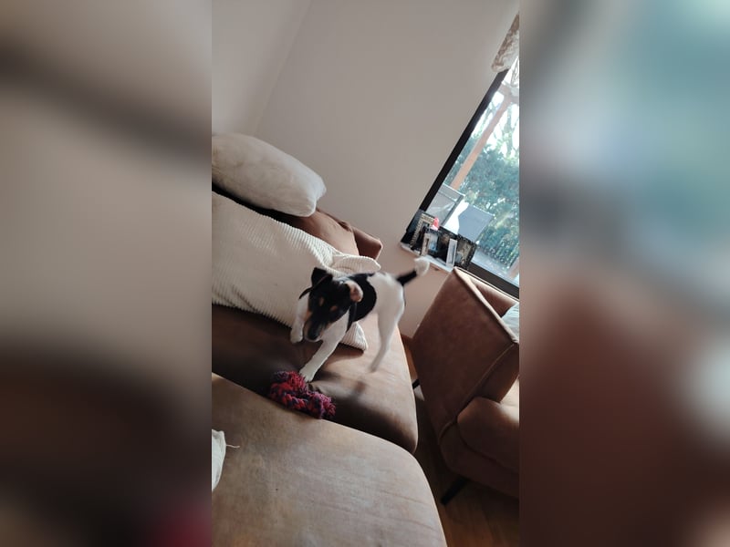 Jack Russell Terrier