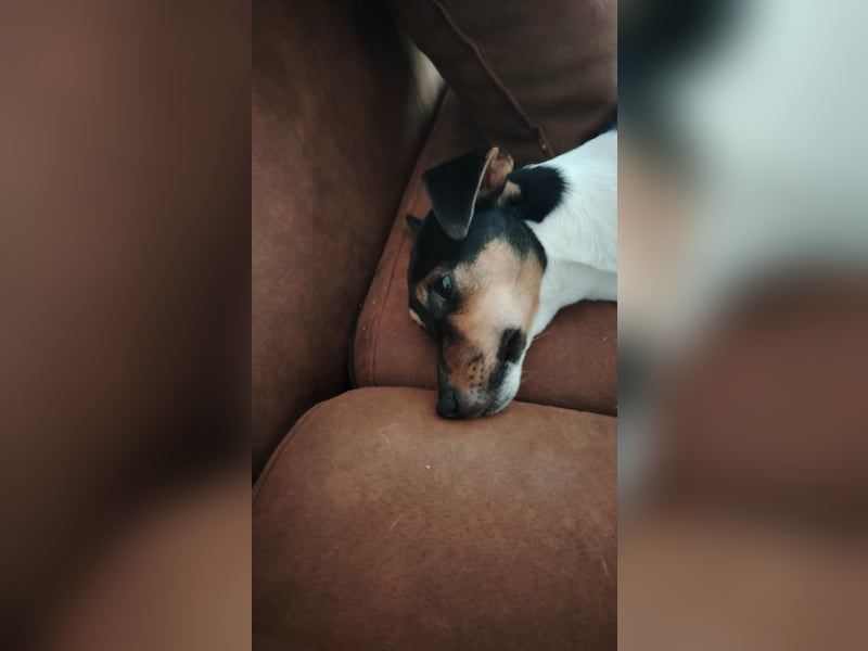 Jack Russell Terrier