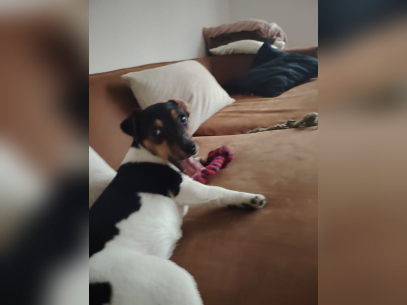 Jack Russell Terrier