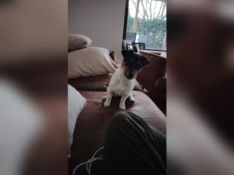 Jack Russell Terrier
